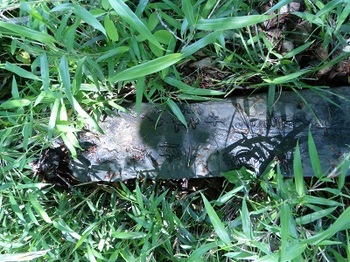 小野寺公園の草むらに眠る石碑残骸.jpg