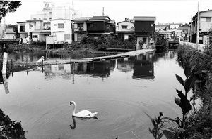 巴波川分岐1980.jpg