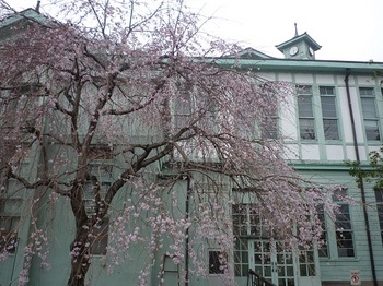 市役所別館の桜.jpg