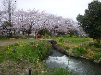愛宕神社の桜.jpg