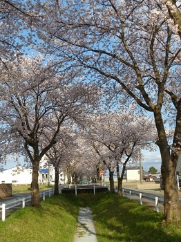 新井町の桜.jpg