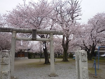日光神社の桜.jpg