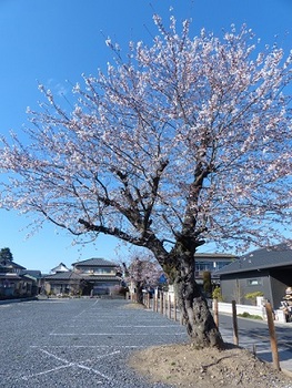 旧いりふね保育園跡の桜.jpg