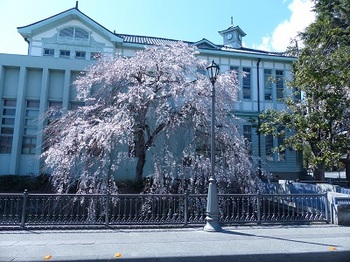 旧栃木市役所別館の桜.jpg