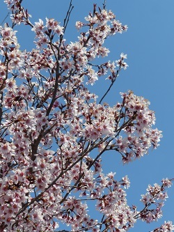 早咲きの桜１.jpg