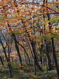 木の俣渓谷の紅葉１.jpg
