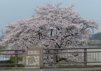 東雲の桜１.jpg