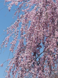 枝垂れ桜１.jpg