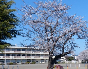 栃四小の桜.jpg