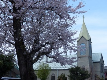 栃木カトリック教会の桜.jpg