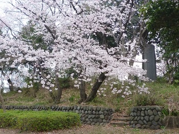 栃木城祉の桜.jpg