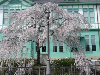 栃木市文学館の枝垂れ桜.jpg