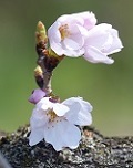 桜開花３.jpg