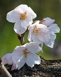桜開花４.jpg