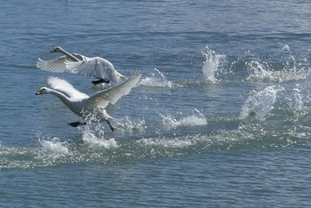 水上をかける白鳥.jpg