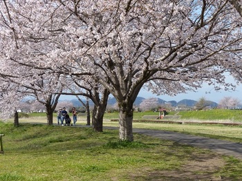 永野川緑地公園の桜.jpg