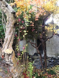 浪平生家の庭１.jpg