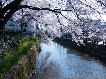 瀬戸ヶ原公園の桜.jpg