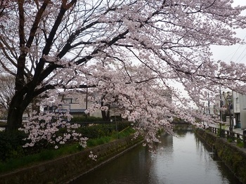 瀬戸ヶ原公園の桜.jpg