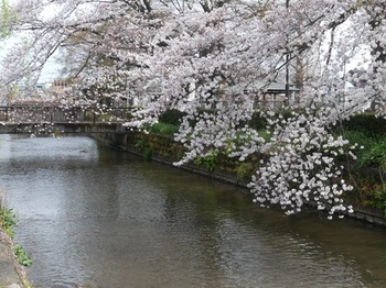 瀬戸河原公園の桜.jpg