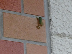 玄関の壁を登るカエル.jpg