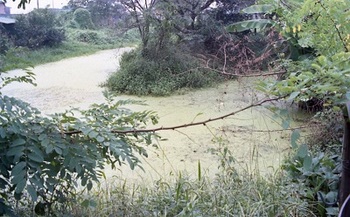 白地沼(1980年）.jpg