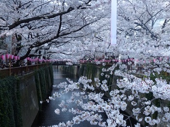 目黒川の桜３.jpg