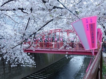 目黒川の桜７.jpg