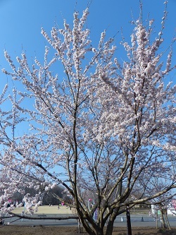 神代桜.jpg