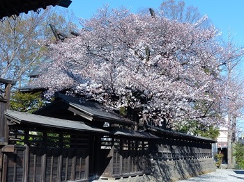 神明宮の桜.jpg