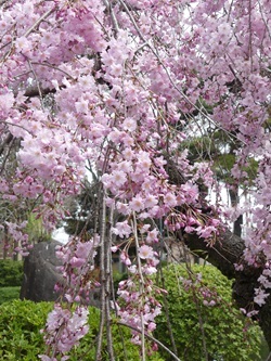 第二公園の枝垂れ桜.jpg