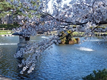 第二公園の桜.jpg