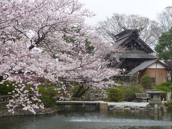 第二公園の桜.jpg