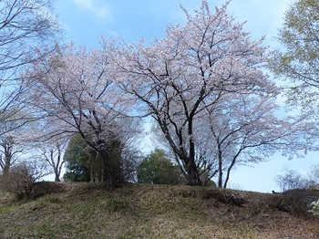 芝塚山の桜.jpg