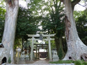 藤岡神社の大欅.jpg