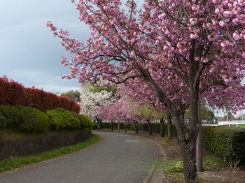 運動公園の里桜１.jpg