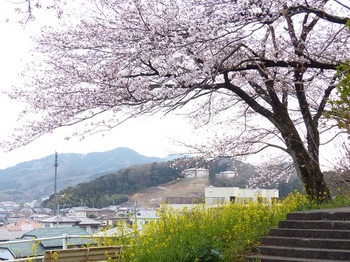 錦着山の桜.jpg