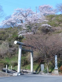 錦着山の桜２.jpg