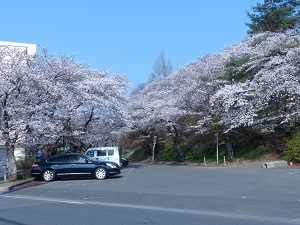 錦着山の桜３.jpg