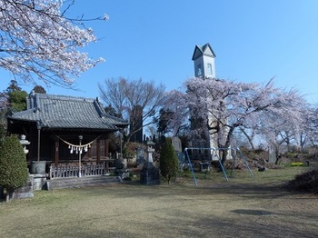 錦着山の桜５.jpg