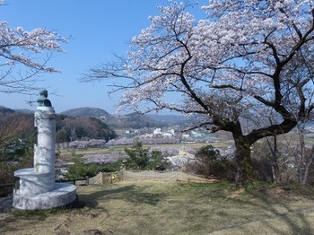 錦着山の桜６.jpg