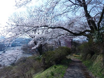 錦着山の桜７.jpg