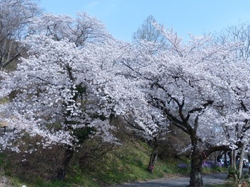 錦着山麓の桜.jpg