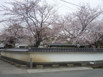 長清寺の桜.jpg