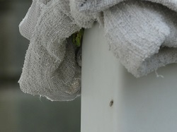 雑巾に隠れるカエル.jpg