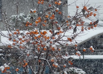 雪の中、柿に群がる雀.jpg