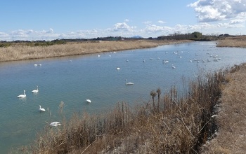 黒川で遊ぶ白鳥の群れ.jpg